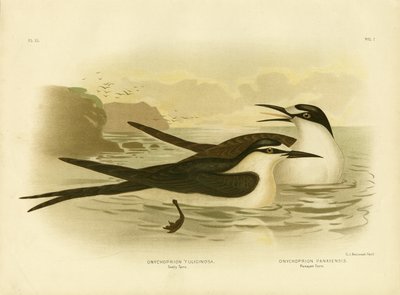 Sooty Tern by Gracius Broinowski